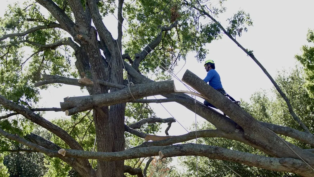 Professional Crown Thinning performed by certified arborists in Delmont