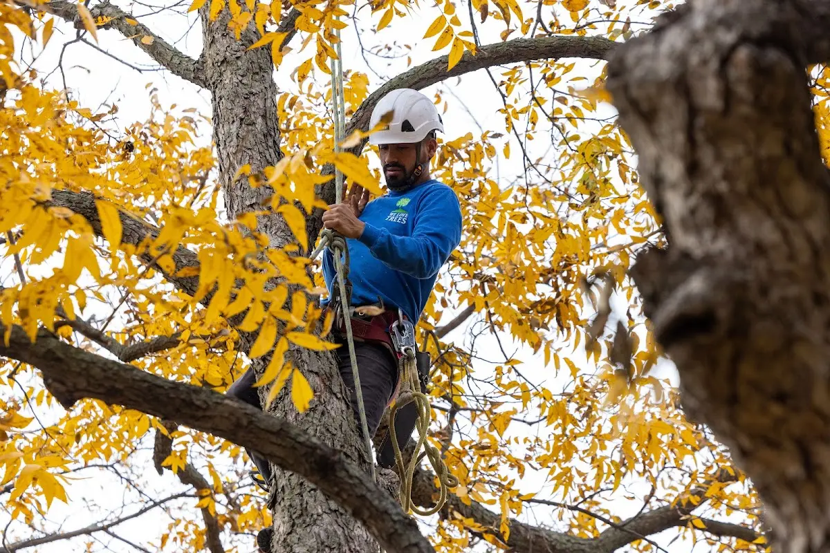 Skilled Tree Transplanting crew working in Delmont